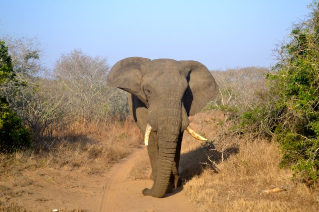 Coming right toward us!