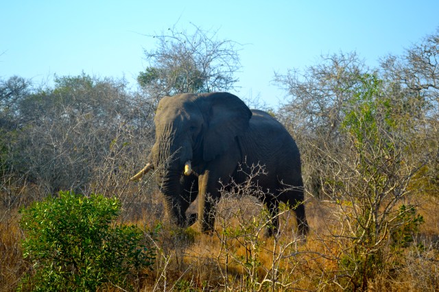 Elephant coming through!