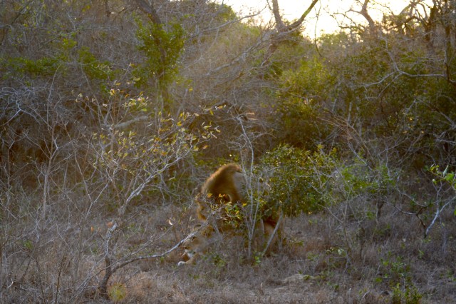 Mating lions!!