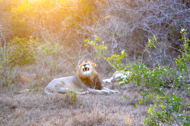 Check out those teeth!