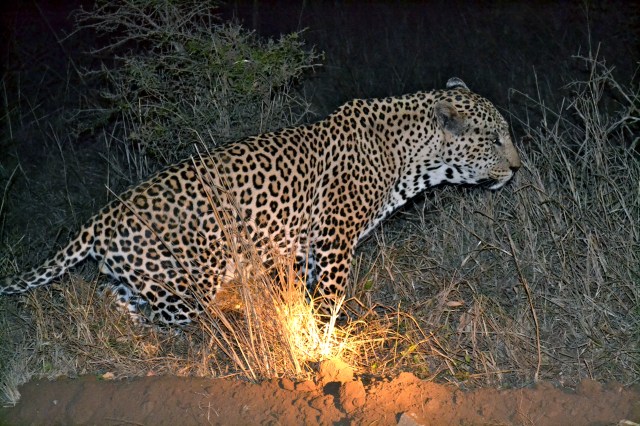 Our tracker shining the light on him.