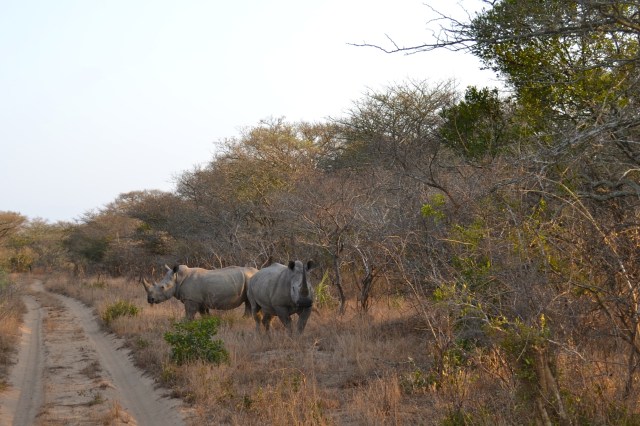 So prehistoric looking!