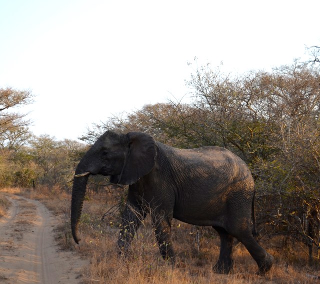 Why did the elephant cross the road?