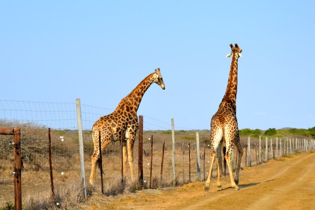 The 2 males talking trash.