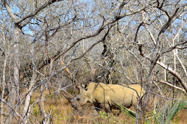 Even being this big, they still blend in a little!