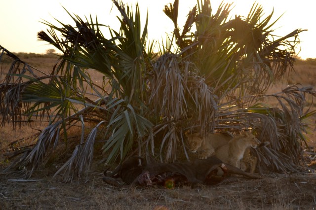 And here comes another!