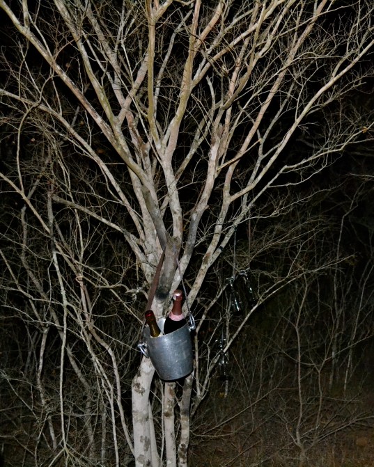 On safari, champagne grows on trees.