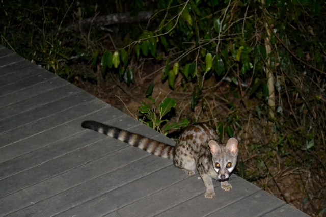The friendly genet who roamed the property. 