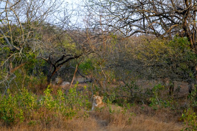 How many lions can you spot?