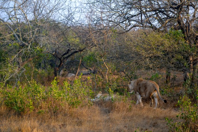 Such big and powerful animals.