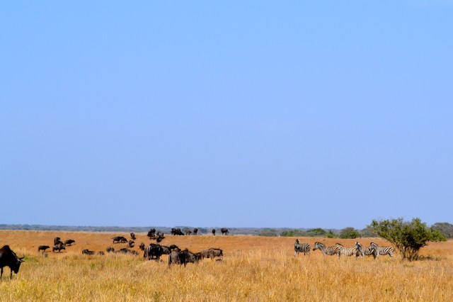 Water buffalo grazing beside zebras.