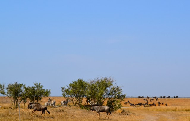 Wildebeest, water buffalo, zebra.