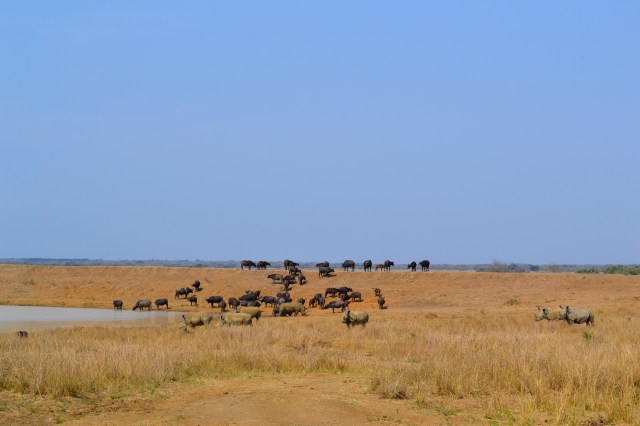 Water buffalo and rhinos.