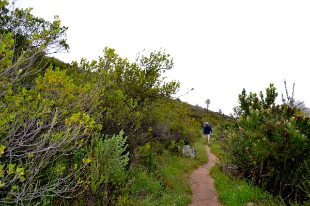 Fogged in on the trail.
