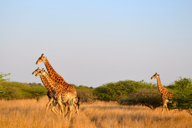 And of course, nothing beats a group of running giraffes.