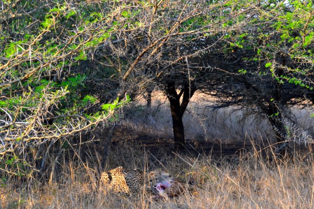 Little cub chompin down!