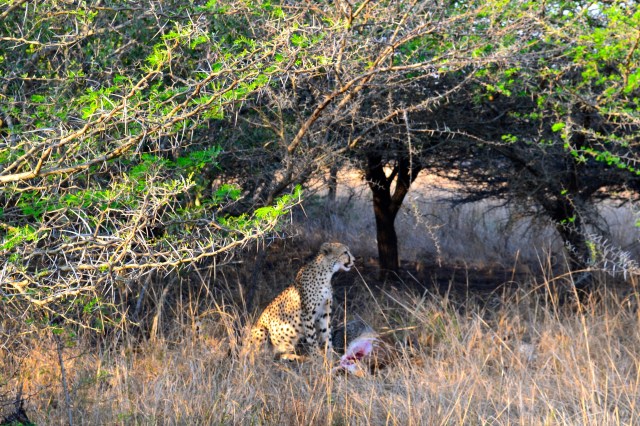 Standing over her kill.