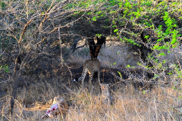 Their coats are just gorgeous.