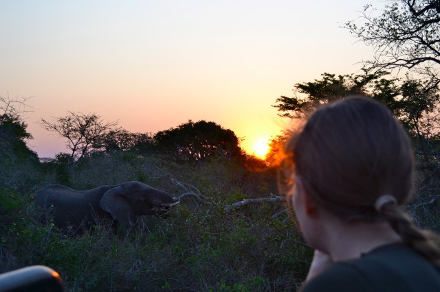 Chompin' down in the bushes.