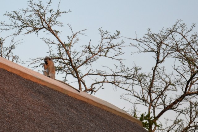 Sitting on the roof like he owns the place.