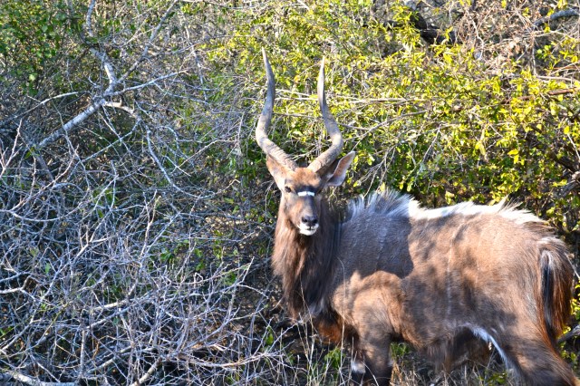 Such gorgeous animals!