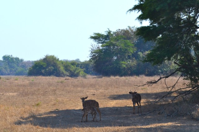 A baby nyala nursing from his mama!!