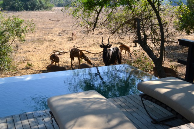 Busy afternoon at the pool!