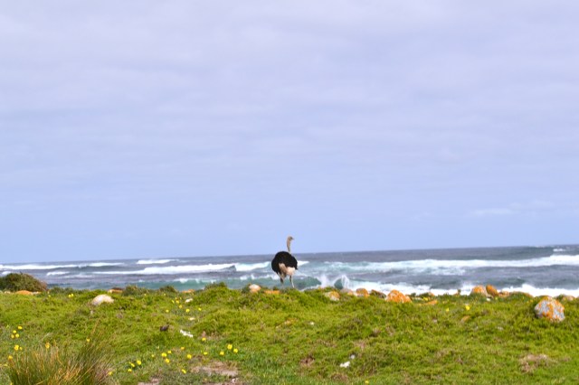 We spotted an ostrich on the preserve!