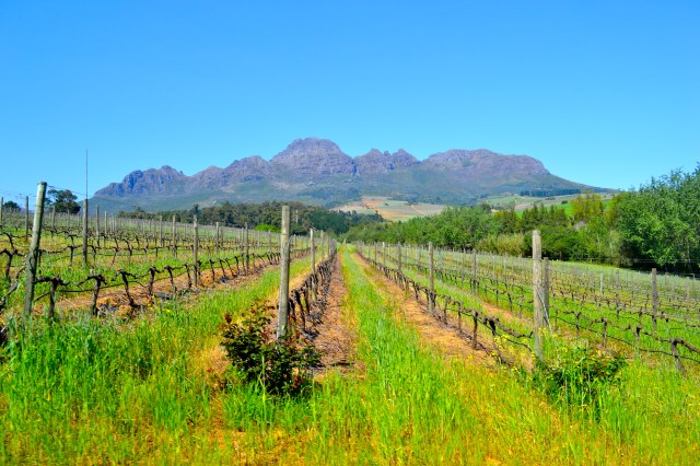 Vineyards + mountains = beautiful!