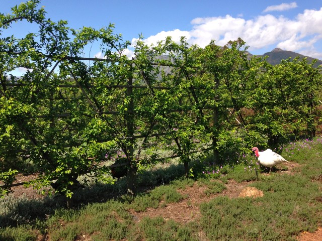 Can you spot the turtle?!