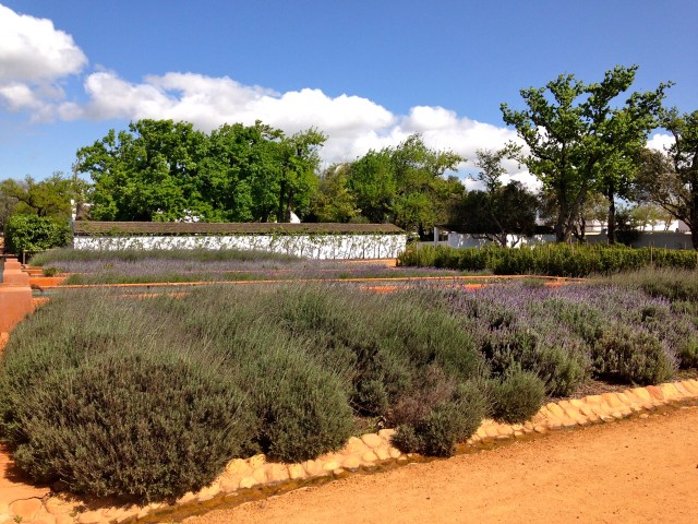Lavender for days. Smelled so heavenly.