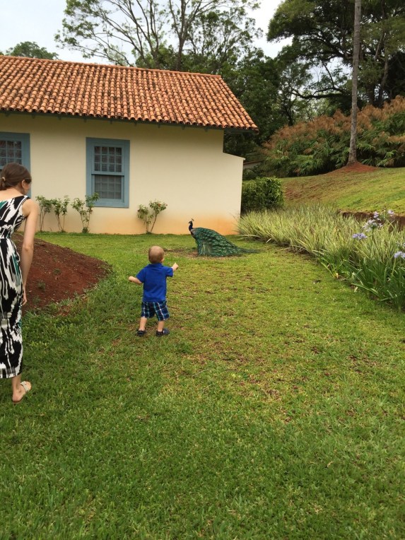 Peacock chasing all weekend long.