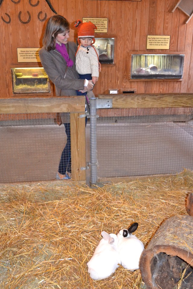 Next up was the petting zoo.