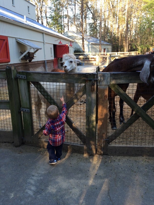 Back at the petting zoo!