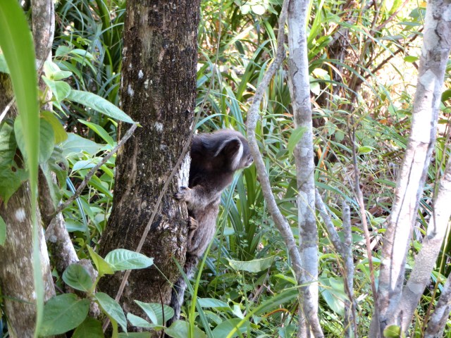 Little monkey poking his head out.