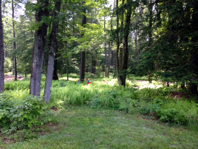 Colt running through the ferns (aka the Enchanted Forest) with Augusta Clare and Delaney.