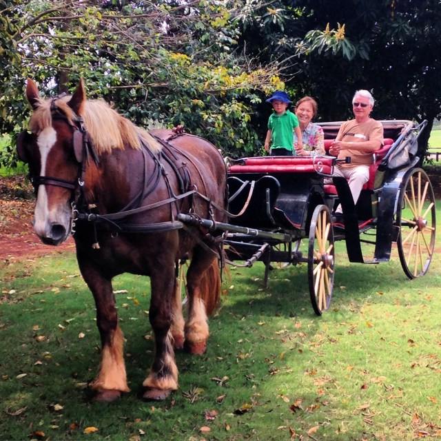 And to top it all off, a ride around the property in the horse-drawn carriage! 
